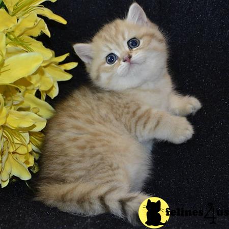 sweet_kitty90 Picture 1